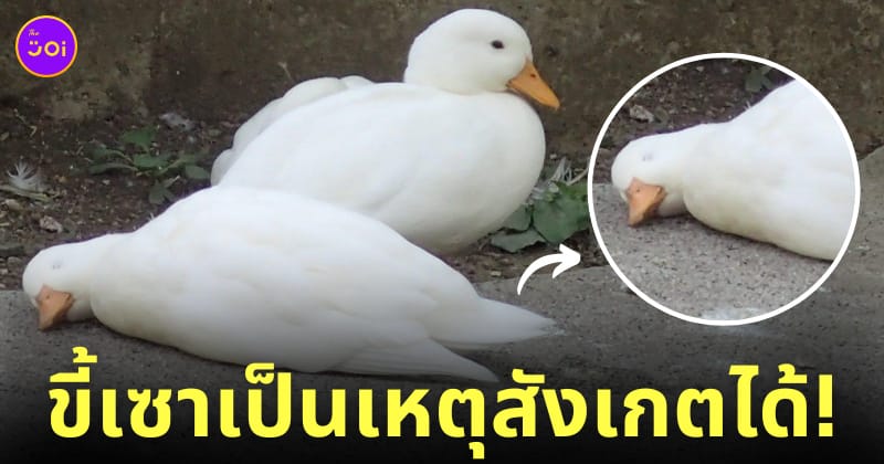 เป็ดนอนหลับทิ้งตัว สวนสัตว์ญี่ปุ่น
