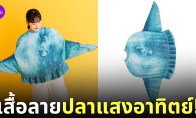 เสื้อลายปลาแสงอาทิตย์ felissimo