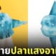 เสื้อลายปลาแสงอาทิตย์ felissimo