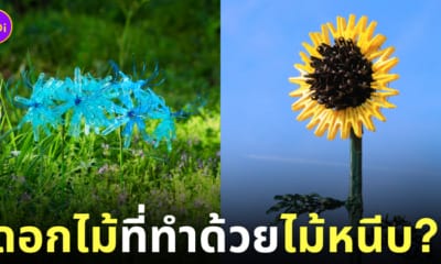 ผลงาน ดอกไม้ ไม้หนีบ okaphotoart