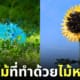 ผลงาน ดอกไม้ ไม้หนีบ okaphotoart