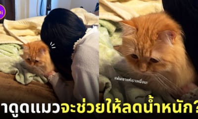 หนุ่มหลอกแฟน ถ้าดูดแมวจะช่วยให้ลดน้ำหนัก April Fool's Day