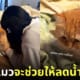 หนุ่มหลอกแฟน ถ้าดูดแมวจะช่วยให้ลดน้ำหนัก April Fool's Day