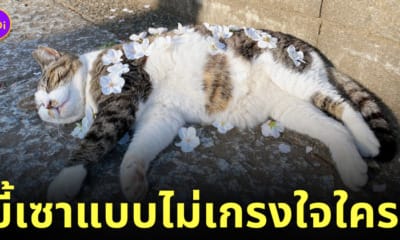 แกล้งวางดอกซากุระบนตัวแมวจรขี้เซา