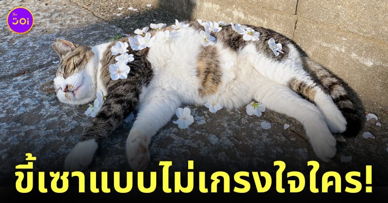 แกล้งวางดอกซากุระบนตัวแมวจรขี้เซา