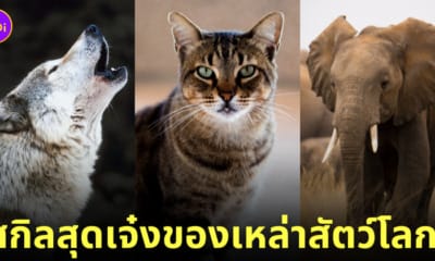 สกิลสุดเจ๋งของเหล่าสัตว์โลก