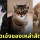 สกิลสุดเจ๋งของเหล่าสัตว์โลก