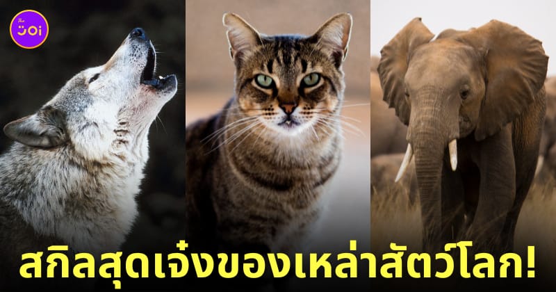 สกิลสุดเจ๋งของเหล่าสัตว์โลก
