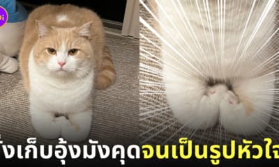 แมวนั่งเก็บอุ้งเท้ามังคุดเป็นรูปหัวใจ