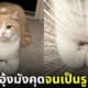 แมวนั่งเก็บอุ้งเท้ามังคุดเป็นรูปหัวใจ