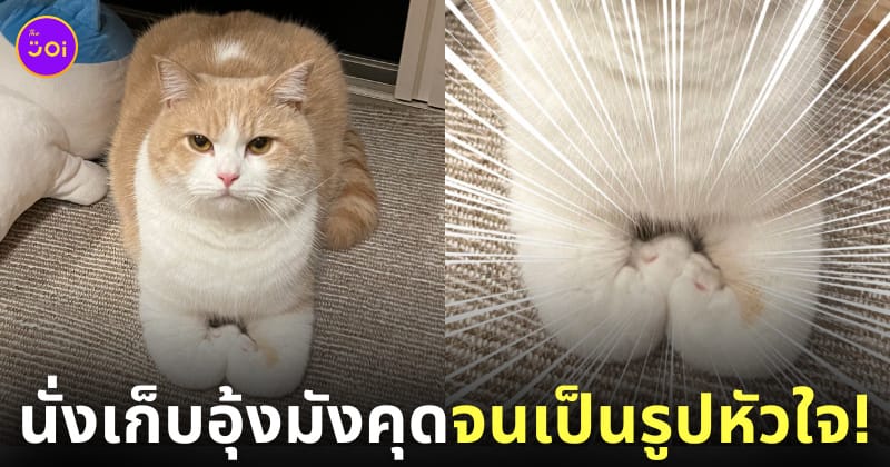 แมวนั่งเก็บอุ้งเท้ามังคุดเป็นรูปหัวใจ