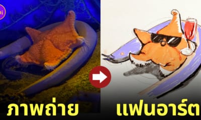ภาพถ่ายดาวทะเลนอนทับเบาะปลาไหล แฟนอาร์ต