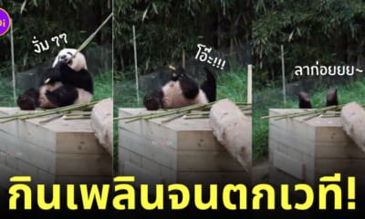 รุ่ยเป่า แพนด้าตกเวทีหงายท้อง