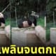 รุ่ยเป่า แพนด้าตกเวทีหงายท้อง
