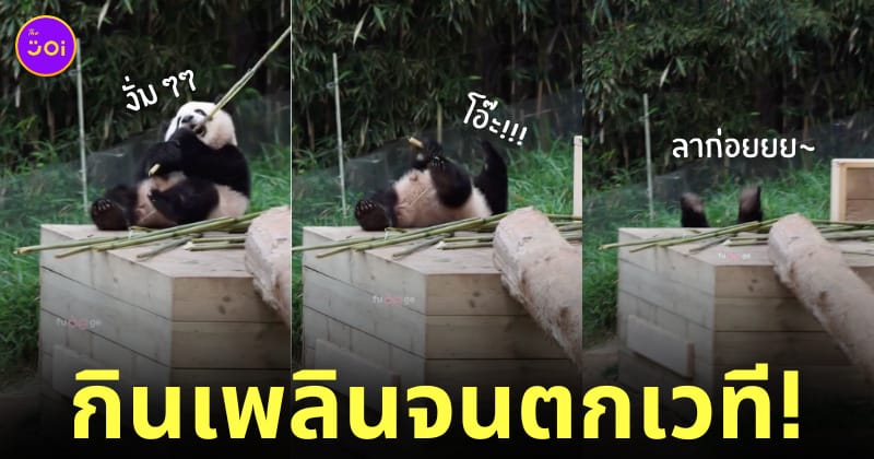 รุ่ยเป่า แพนด้าตกเวทีหงายท้อง