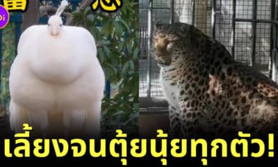 สวนสัตว์จีนเลี้ยงสัตว์ทุกตัวจนอ้วนตุ้ยนุ้ย
