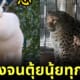 สวนสัตว์จีนเลี้ยงสัตว์ทุกตัวจนอ้วนตุ้ยนุ้ย