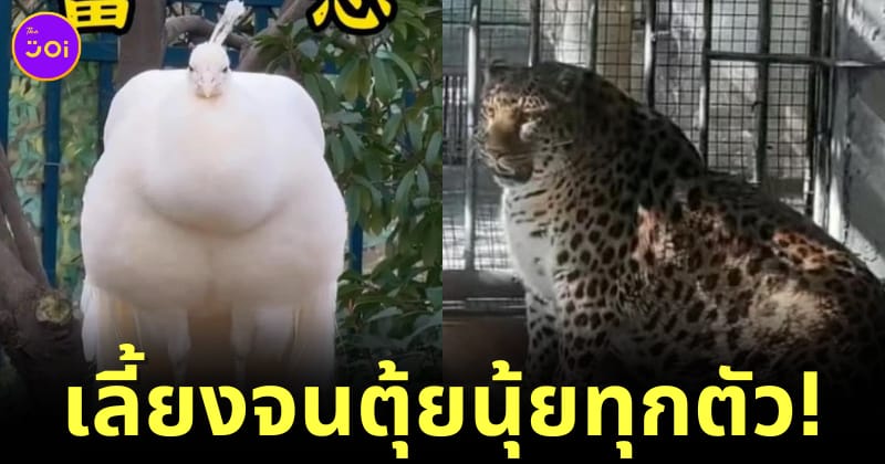 สวนสัตว์จีนเลี้ยงสัตว์ทุกตัวจนอ้วนตุ้ยนุ้ย