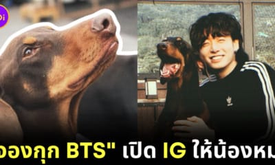 จองกุก bts โดเบอร์แมน