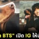 จองกุก bts โดเบอร์แมน