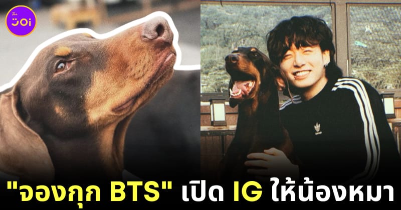 จองกุก bts โดเบอร์แมน