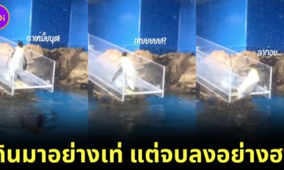 นกเพนกวินลื่นตกน้ำ