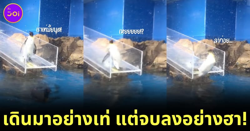 นกเพนกวินลื่นตกน้ำ