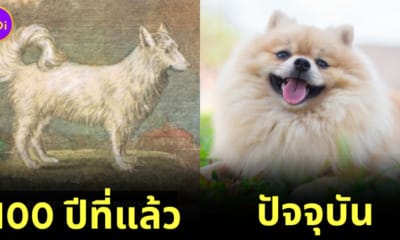 ภาพอดีตปัจจุบันของสุนัขสายพันธุ์ต่างๆ