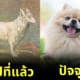 ภาพอดีตปัจจุบันของสุนัขสายพันธุ์ต่างๆ