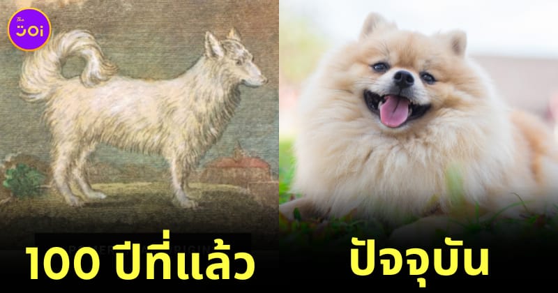 ภาพอดีตปัจจุบันของสุนัขสายพันธุ์ต่างๆ