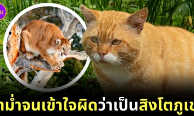 แมวอ้วนถูกเข้าใจผิดว่าเป็นสิงโตภูเขา