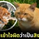 แมวอ้วนถูกเข้าใจผิดว่าเป็นสิงโตภูเขา