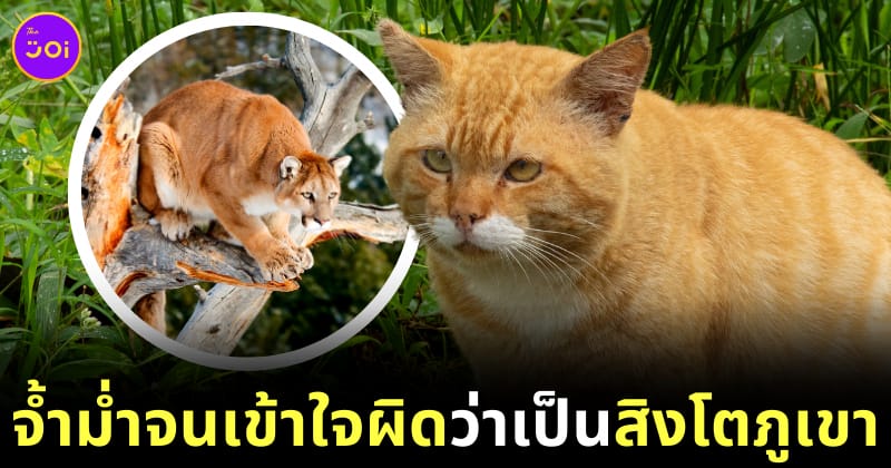 แมวอ้วนถูกเข้าใจผิดว่าเป็นสิงโตภูเขา