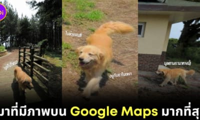 Maru golden dog Google Maps