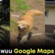 Maru golden dog Google Maps