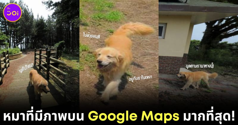 Maru golden dog Google Maps