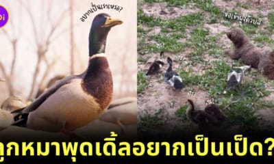 Ploy Design 800x420 puppy crawls like duck