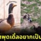 Ploy Design 800x420 puppy crawls like duck