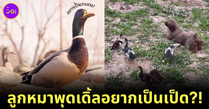 Ploy Design 800x420 puppy crawls like duck