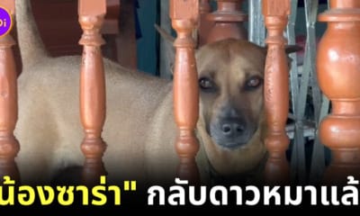 น้องซาร่า หมาหวงชามข้าว กลับดาวแล้ว