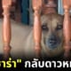 น้องซาร่า หมาหวงชามข้าว กลับดาวแล้ว