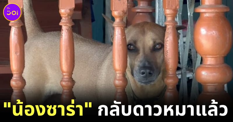 น้องซาร่า หมาหวงชามข้าว กลับดาวแล้ว