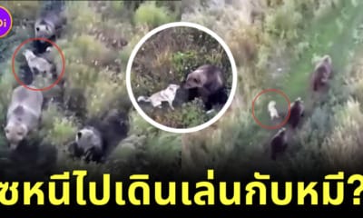 หมาไซหนีไปเดินเที่ยวเล่นกับฝูงหมี