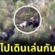 หมาไซหนีไปเดินเที่ยวเล่นกับฝูงหมี