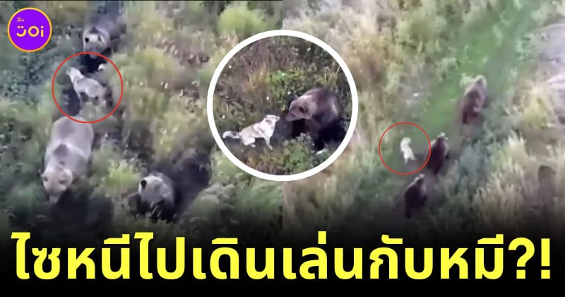 หมาไซหนีไปเดินเที่ยวเล่นกับฝูงหมี