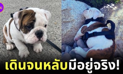 ลูกหมาบูลด็อก