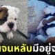 ลูกหมาบูลด็อก