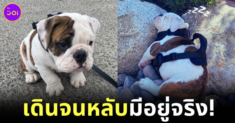 ลูกหมาบูลด็อก