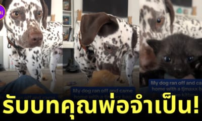 หมาหนีออกจากบ้าน กลับมาพร้อมลูกแมว