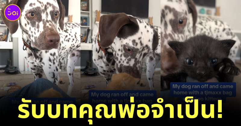 หมาหนีออกจากบ้าน กลับมาพร้อมลูกแมว